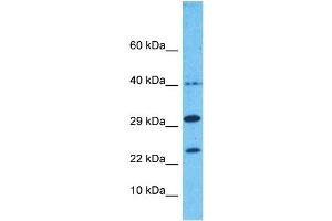 Host:  Rabbit  Target Name:  8ODP  Sample Type:  293T Whole Cell lysates  Antibody Dilution:  1.