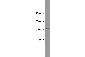 Western Blotting (WB) image for Adrenomedullin (ADM) ELISA Kit (ABIN1113291) (Adrenomedullin Kit ELISA)