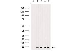 Western blot analysis of extracts from various samples, using GNG13 Antibody. (GNG13 anticorps  (N-Term))