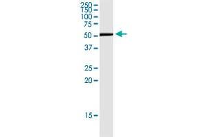 CD276 monoclonal antibody (M13), clone 4E12.