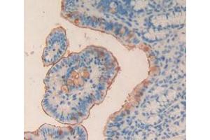 Figure. (MPL anticorps  (AA 66-260))