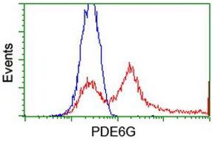 HEK293T cells transfected with either RC216236 overexpress plasmid (Red) or empty vector control plasmid (Blue) were immunostained by anti-PDE6G antibody (ABIN2455160), and then analyzed by flow cytometry. (PDE6G anticorps)