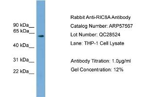 WB Suggested Anti-RIC8A  Antibody Titration: 0.