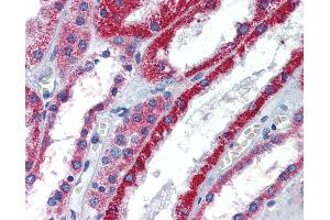 Anti-ATP1B1 antibody IHC of human kidney.
