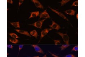 Immunofluorescence analysis of L929 cells using MMP25 Polyclonal Antibody at dilution of 1:100. (MMP25 anticorps)
