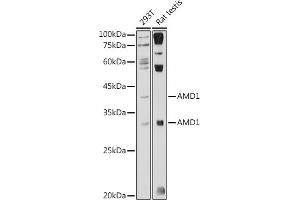 Western blot analysis of extracts of various cell lines, using  antibody (ABIN7265464) at 1:1000 dilution. (AMD1 anticorps  (AA 75-334))