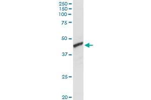 ADH1C MaxPab rabbit polyclonal antibody. (ADH1C anticorps  (AA 1-375))