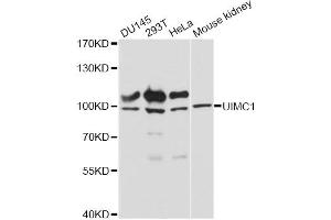 Western blot analysis of extracts of various cell lines, using UIMC1 antibody.