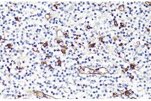 Immunohistochemistry of paraffin-embedded Human tonsil using S100A9 Polyclonal Antibody at dilution of 1:100 (40x lens).