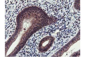 Image no. 4 for anti-Cystatin SA (CST2) antibody (ABIN1497759) (CST2 anticorps)