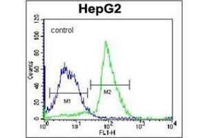 Flow cytometric analysis of K562 cells using PON2 Antibody (N-term) Cat. (PON2 anticorps  (N-Term))