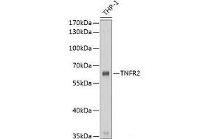 Western blot analysis of extracts of THP-1 cells using TNFR2 Polyclonal Antibody at dilution of 1:1000.