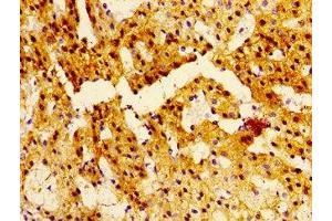 Immunohistochemistry of paraffin-embedded human adrenal gland tissue using ABIN7161453 at dilution of 1:100