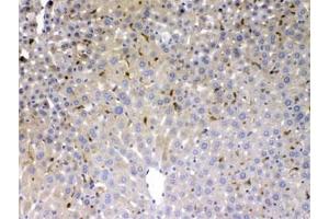 IHC testing of FFPE mouse liver with PSAT1 antibody at 1ug/ml. (PSAT1 anticorps)