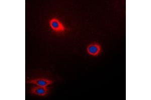 Immunofluorescent analysis of CD174 staining in Raw264.
