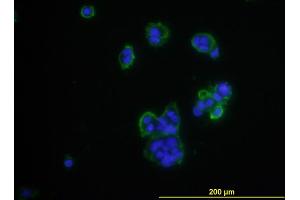 Immunofluorescence of monoclonal antibody to CD276 on MCF-7 cell .