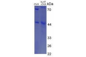 Image no. 2 for 5-Hydroxytryptamine (5-HT) protein (Ovalbumin) (ABIN1880122) (Serotonin Protein (Ovalbumin))
