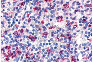 Anti-EMR3 antibody  ABIN1048552 IHC staining of human sleen, lymphocytes. (EMR3 anticorps  (N-Term))