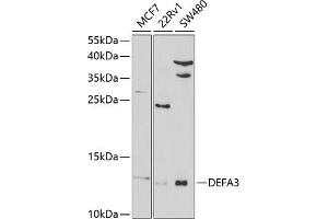 Western blot analysis of extracts of various cell lines, using DEF antibody (ABIN6131989, ABIN6139524, ABIN6139525 and ABIN6220973) at 1:1000 dilution. (DEFa3 anticorps  (AA 20-94))