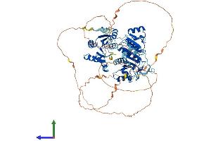 AlphaFold protein structure predicition of Human Recombinant DDX17 Protein, UniprotID Q92841