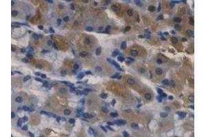 DAB staining on IHC-P; Samples: Human Stomach Tissue (RNASE3 anticorps  (AA 30-154))