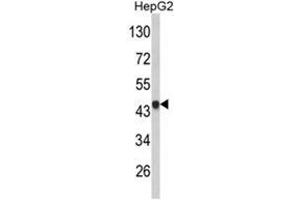 Western blot analysis of VPS26A Antibody (Center) in HepG2 cell line lysates (35ug/lane). (VPS26A anticorps  (Middle Region))