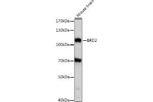 Western blot analysis of extracts of mouse brian, using BRD2 antibody (ABIN7265939) at 1:1000 dilution. (BRD2 anticorps  (AA 1-100))