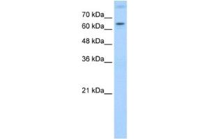 Western Blotting (WB) image for anti-RAR-Related Orphan Receptor A (RORA) antibody (ABIN2462862) (RORA anticorps)