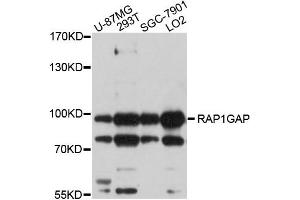 Western blot analysis of extracts of various cells, using RAP1GAP antibody. (RAP1GAP anticorps)