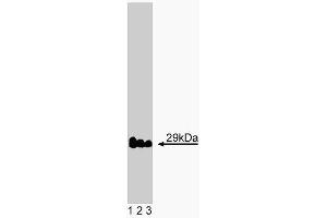 Western blot analysis of Vti1a on rat brain lysate. (VTI1A anticorps  (AA 114-217))