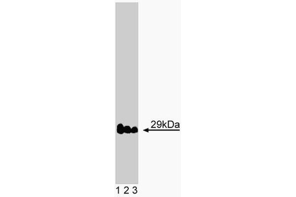 VTI1A anticorps  (AA 114-217)