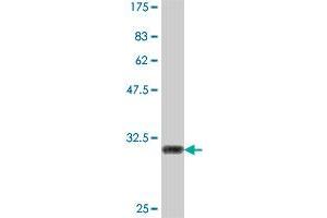 Western Blot detection against Immunogen (33.