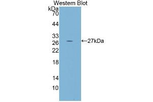 Western blot analysis of the recombinant protein. (PCDHb2 anticorps  (AA 54-291))