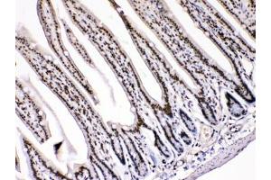 IHC testing of FFPE mouse intestinal tissue with HMGB1 antibody at 1ug/ml.