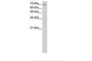 Image no. 1 for anti-Lipolysis Stimulated Lipoprotein Receptor (LSR) (AA 451-500) antibody (ABIN6736596)