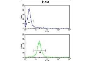 TUFM Antibody (N-term) (ABIN389459 and ABIN2839526) flow cytometry analysis of Hela cells (bottom histogram) compared to a negative control cell (top histogram). (TUFM anticorps  (N-Term))