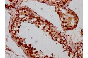 IHC image of ABIN7145662 diluted at 1:200 and staining in paraffin-embedded human testis tissue performed on a Leica BondTM system. (BOLA2 anticorps  (AA 1-86))