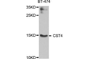 Western blot analysis of extract of various cells, using CST4 antibody. (CST4 anticorps)