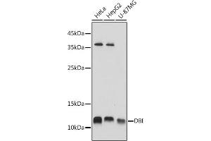 Western blot analysis of extracts of various cell lines, using DBI antibody (ABIN6127407, ABIN6139420, ABIN6139422 and ABIN6217234) at 1:1000 dilution.