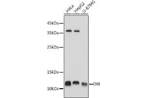 Western blot analysis of extracts of various cell lines, using DBI antibody (ABIN6127407, ABIN6139420, ABIN6139422 and ABIN6217234) at 1:1000 dilution. (Diazepam Binding Inhibitor anticorps  (AA 1-114))