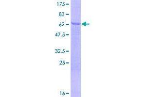 Image no. 1 for Septin 12 (Sep12) (AA 1-358) protein (GST tag) (ABIN1319537)