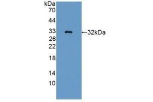 Detection of Recombinant GLRX3, Mouse using Polyclonal Antibody to Glutaredoxin 3 (GLRX3) (GLRX3 anticorps  (AA 73-320))