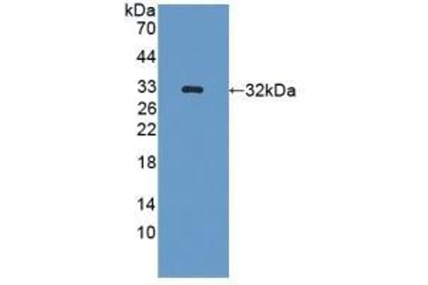 GLRX3 Antikörper  (AA 73-320)