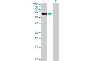 Western Blot analysis of TFCP2 expression in transfected 293T cell line by TFCP2 MaxPab polyclonal antibody. (TFCP2 anticorps  (AA 1-502))