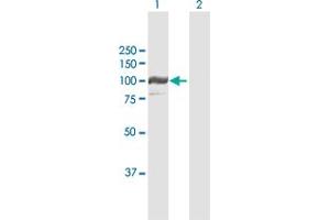 Western Blot analysis of PYGL expression in transfected 293T cell line by PYGL MaxPab polyclonal antibody.
