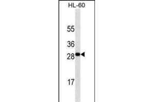 TNFSF4 antibody ABIN658920 western blot analysis in HL-60 cell line lysates (35 μg/lane). (TNFSF4 anticorps  (AA 97-125))