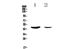Western blot analysis of MUC7 using anti-MUC7 antibody . (MUC7 anticorps)