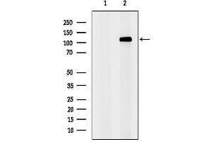 anti-Splicing Factor, Arginine/serine-Rich 14 (SFRS14) (Internal Region) antibody