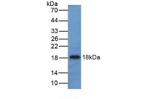 Figure. (UCN3 anticorps  (AA 24-149))