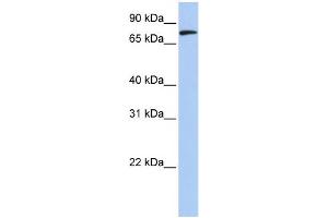 WB Suggested Anti-MFN2 Antibody Titration:  0. (MFN2 anticorps  (N-Term))